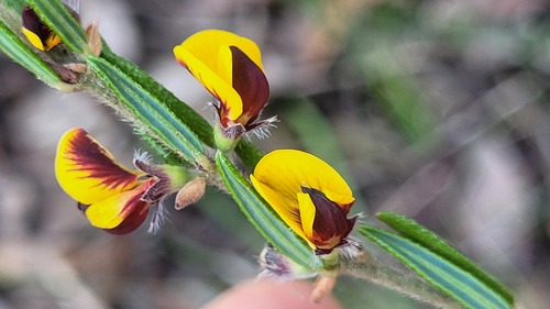 Aotus subglauca observed 2025-10-11