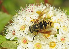 Temnostoma alternans