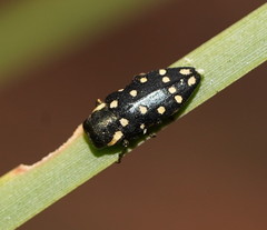 Diphucrania duodecimmaculata