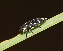 Diphucrania duodecimmaculata