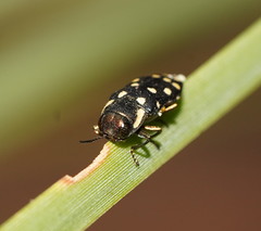 Diphucrania duodecimmaculata