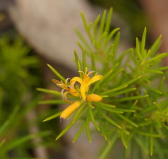 Persoonia acerosa
