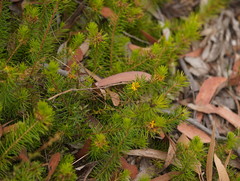 Persoonia acerosa