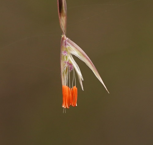 Rytidosperma pallidum