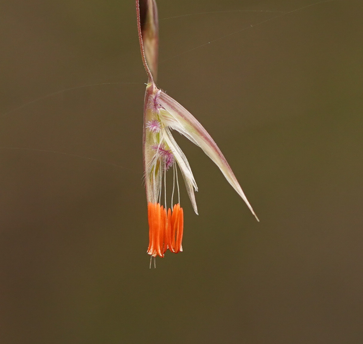 Rytidosperma pallidum