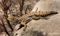 Oplurus cyclurus