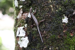 Sphenomorphus sanctus