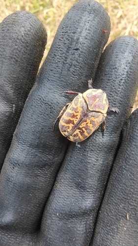 Hologymnetis undulata