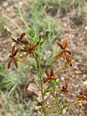 Jamesbrittenia huillana