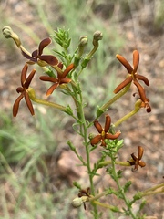 Jamesbrittenia huillana