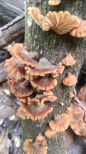 Schizophyllum umbrinum