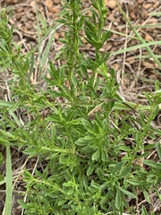 Jamesbrittenia huillana