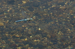 Aeshna palmata