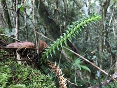 Phlegmariurus megastachyus