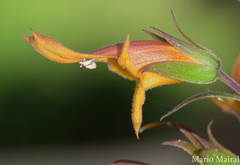 Digitalis chalcantha
