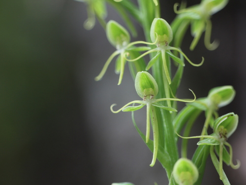 Peristylus iyoensis iNat (1)