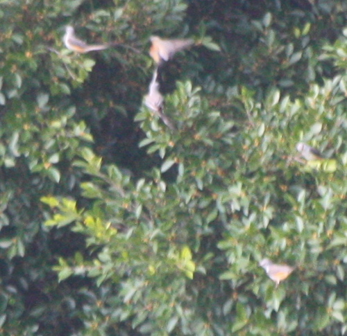 Tyrannus forficatus