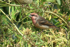 Procarduelis nipalensis