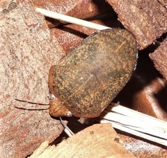 Coleotichus artensis