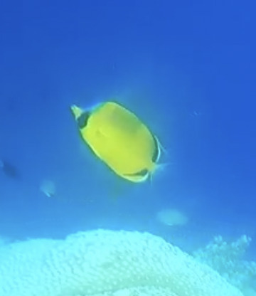 Decorated Butterflyfish