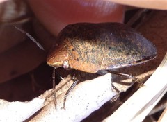 Coleotichus artensis