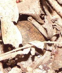 Coleotichus artensis