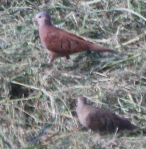 Columbina talpacoti