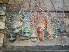 Panulirus ornatus