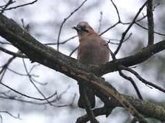 Garrulus glandarius