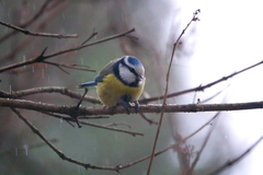 Cyanistes caeruleus