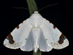 Chasmina pulchra