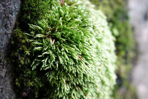 Anomobryum julaceum observed 2025-10-12
