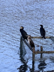Phalacrocorax carbo