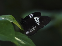 Euploea eupator