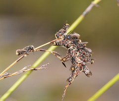 Megachile leucopyga