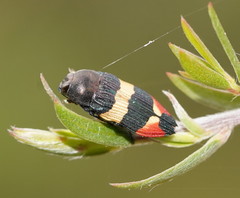 Castiarina bella