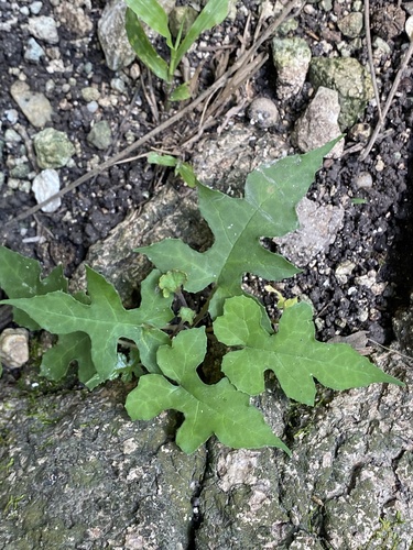 Tusilla (Dorstenia contrajerva)