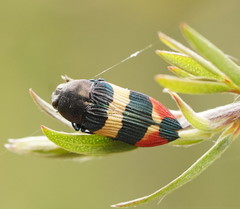 Castiarina bella