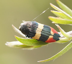 Castiarina bella