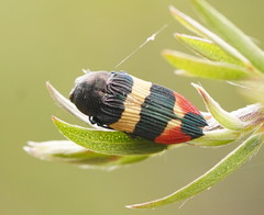 Castiarina bella