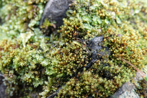 Bryoerythrophyllum ferruginascens observed 2025-10-12