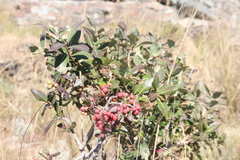 Olinia huillensis