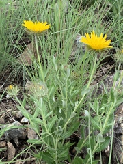Berkheya nivea