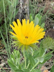 Berkheya nivea