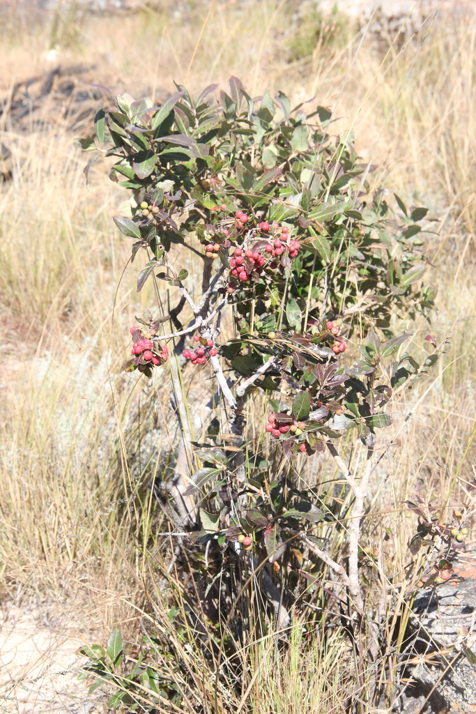 (Olinia huillensis) - Botanical Realm