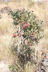 Olinia huillensis
