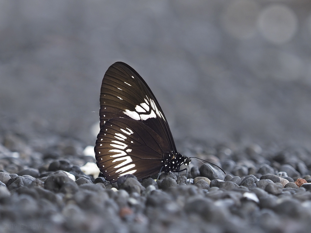 Sulawesi Pied Crow
