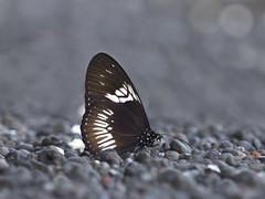 Euploea eupator