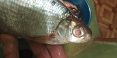 Blicca bjoerkna
