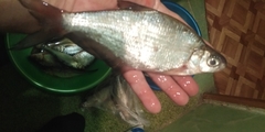 Blicca bjoerkna